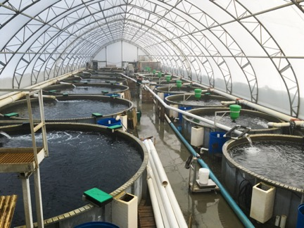 Circuit fermé en aquaculture
